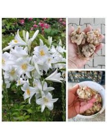 100 ADET Beyaz Lilium Zambak Soğanı Al 5'li Doğal Lilyum Ev Bahçe İçin İdeal 100 ADET Beyaz Lilium Zambak Soğanı Al 5'li Doğal Lilyum Ev Bahçe İçin İdeal