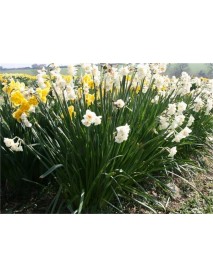 White Leon Nergis Soğanı (100 adet)