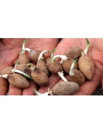  Orchis Sancta Salep Yumrusu 50 Adet ÜCRETSİZ KARGO 