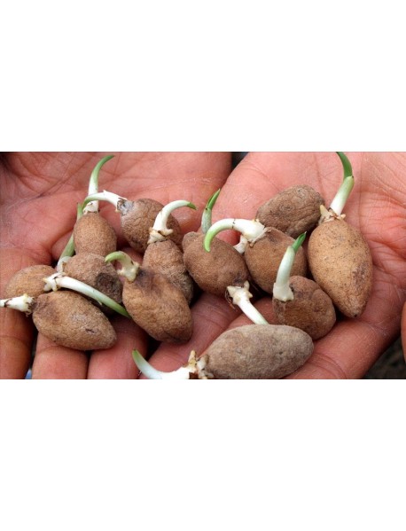  Orchis Sancta Salep Yumrusu 50 Adet ÜCRETSİZ KARGO 