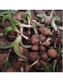  Orchis Sancta Salep Yumrusu 50 Adet ÜCRETSİZ KARGO 