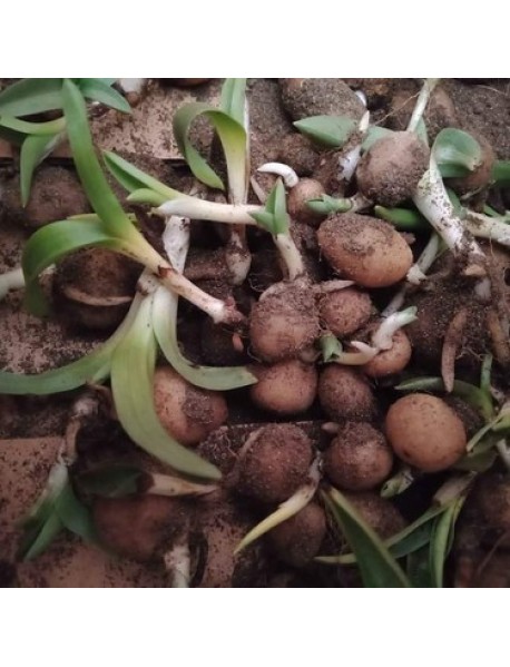  Orchis Sancta Salep Yumrusu 50 Adet ÜCRETSİZ KARGO 