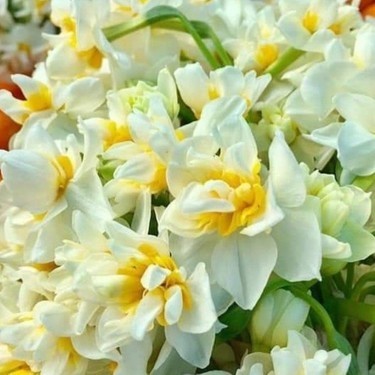 Erva Botanik ile Nergiz üretimi, Nergiz yetiştiriciliği