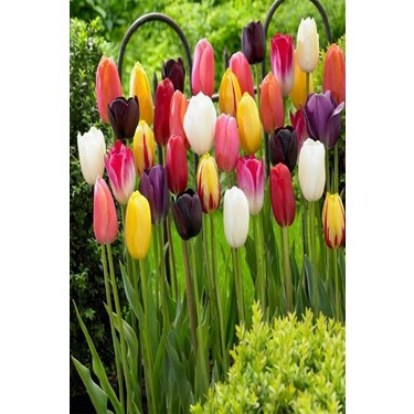 Lale (Tulipa), zambakgiller (Liliaceae) familyası