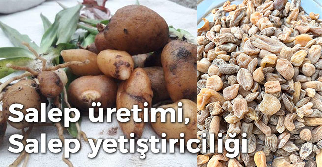 SALEP YETİŞTİRİCİLİĞİ