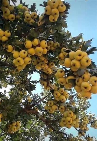 Tüplü Aşılı İri Meyveli Hatay Belen Alıç Fidanı