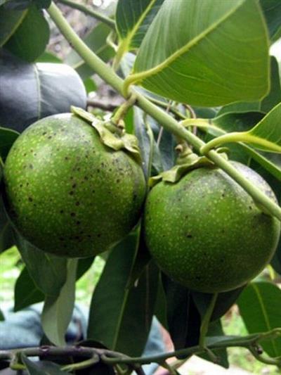 Black Sapote (Çikolata Meyvesi Ağacı) Fidanı