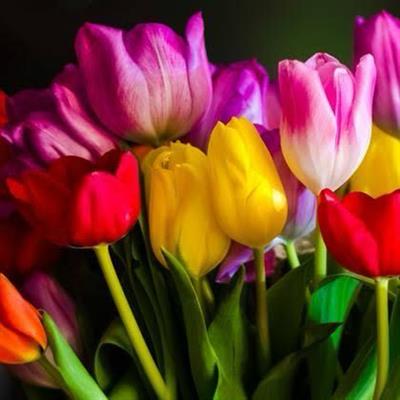 5 Adet Pastel Renk Karışık Lale Çiçek Soğanı