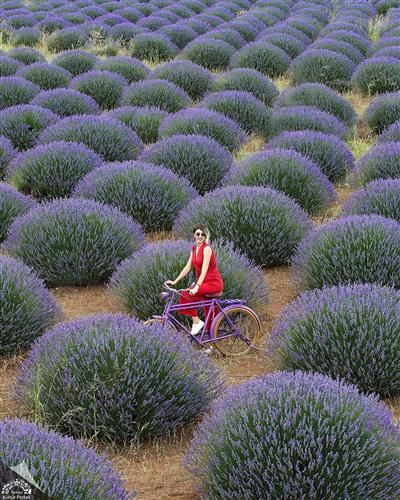 Yağlık Lavanta Angustifolia Fidesi 100 Adet