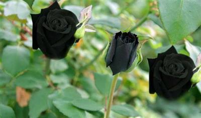 BLACK ROSE SEEDLING KARA GÜL FİDANI