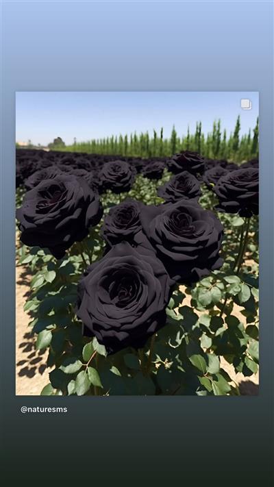 BLACK ROSE SEEDLING KARA GÜL FİDANI