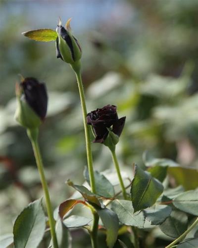 Halfeti'nin Gizemli Çiçeği Siyah Gül Fidanı