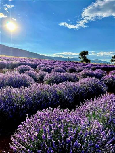 Lavandula Angustifolia Fidesi - Açık Kök 1000 Adet  Ücretsiz Kargo