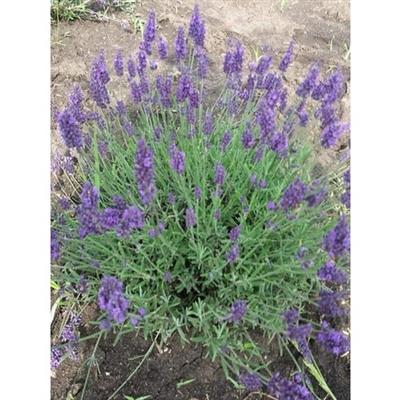 Lavandula Angustifolia Fidesi - Açık Kök 1000 Adet  Ücretsiz Kargo