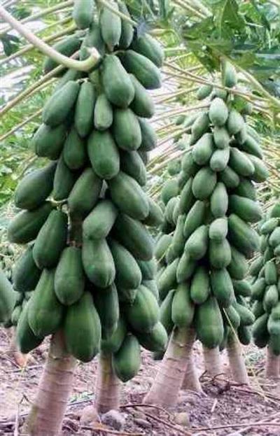 Tüplü Papaya(Ağaç Kavunu) Fidanı Meyve Verme Durumunda