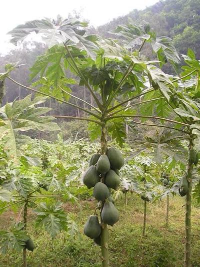 Papaya Meyvesi Fidanı