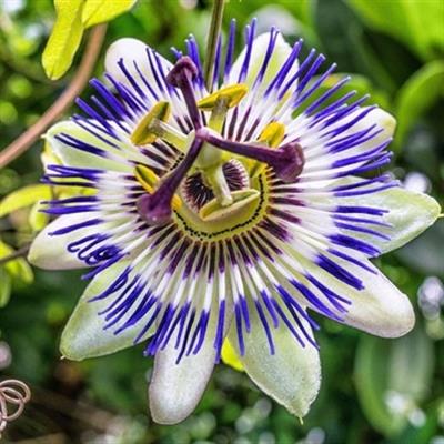 3 Yaş Passiflora (Çarkıfelek) Fidanı