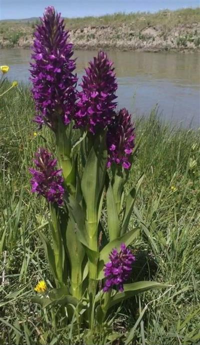 Salep Fidesi 50 Adet orkide- sahlep orchis serapias Ücretsiz Kargo