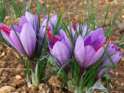 Safran Soğanı 1 kg - Crocus Sativus