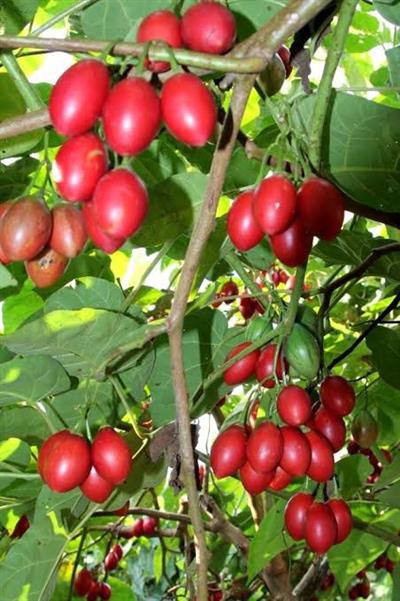 Domates Ağacı Tamarillo Solanum betaceum, 50-100 cm, Tüplü