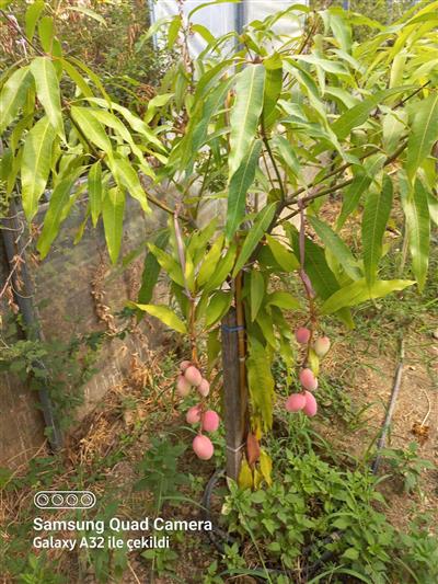 ÖZEL TÜR| 5 ADET TÜPLÜ MANGO FİDANI 2 YAŞINDA (NAOMİ - KEİTT - OSTEEN)