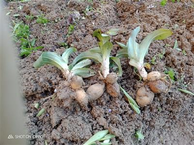 Salep Fidesi, Tohumu, Yıkanmamış, Dikime Hazır (20 ADET) ÜCRETSİZ KARGO