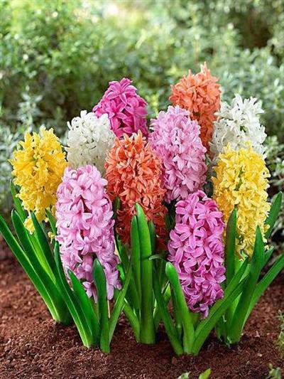 Sümbül Soğanı Karışık Renk – Hyacinthus Mix