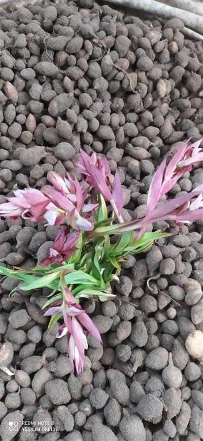 Salep Fidesi, Tohumu, Yıkanmamış, Dikime Hazır (100 ADET) ÜCRETSİZ KARGO