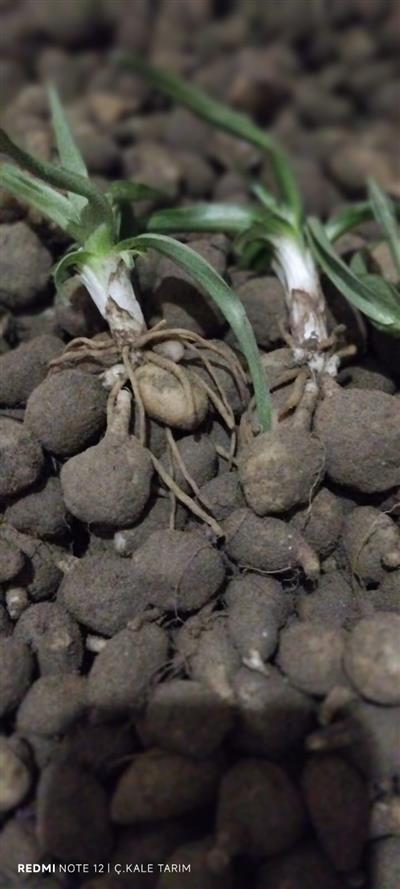 Orchis Sancta Salep Yumrusu 25 Adet  ÜCRETSİZ KARGO