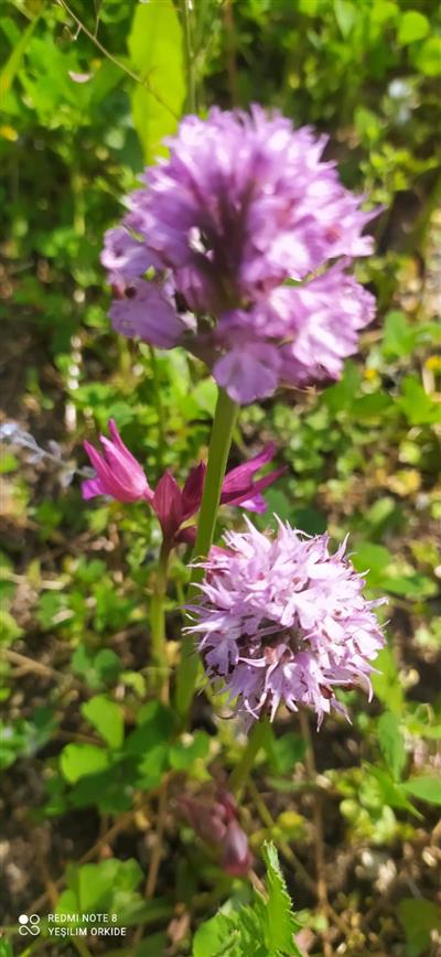 🌿 Orchis Morio Salep Fidesi | 100 Adet | – Organik Salep Bitkisi & Doğal Salep Yumrusu 🌱 ÜCRETSİZ KARGO