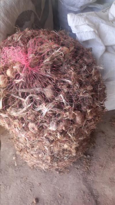 Safran Soğanı 1 kg - Crocus Sativus