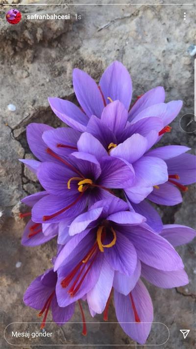 SAFRAN SOĞANI(1 kg) - Crocus Sativus