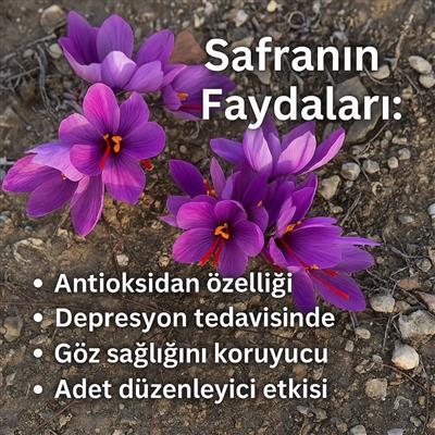 Safran-Soğanı-1kg-Crocus-Sativus