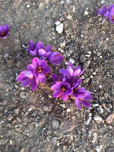İRAN Safran Soğanı 1 kg - Crocus Sativus
