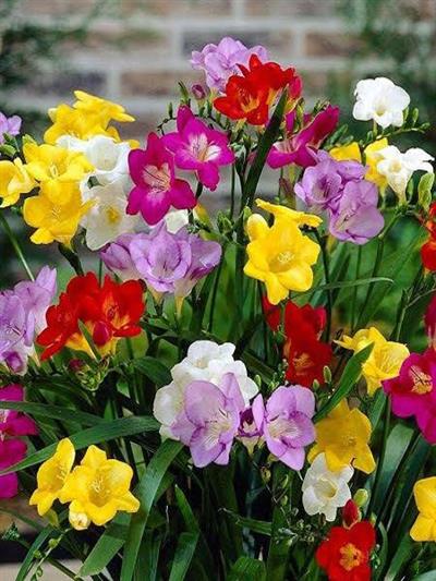 50 Adet Karışık Renk Frezya Çiçeği Soğanı Mis Kokulu Katmerli
