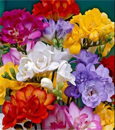 50 Adet Frezya Çiçeği Soğanı Mis Kokulu Katmerli