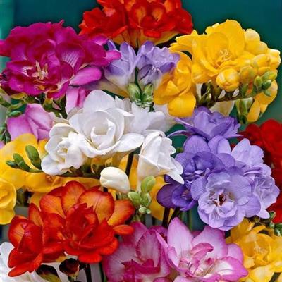 10 Adet Karışık Renk Frezya Çiçeği ( Freesia ) Arpa Çiçeği Soğanı Mis Kokulu Katmerli